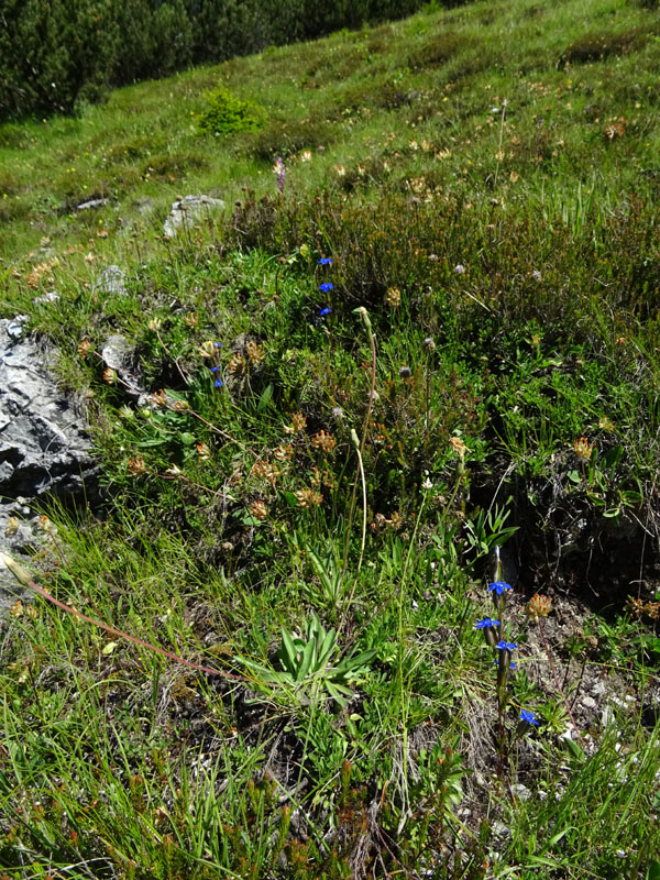 Gentiana utriculosa / Genziana alata